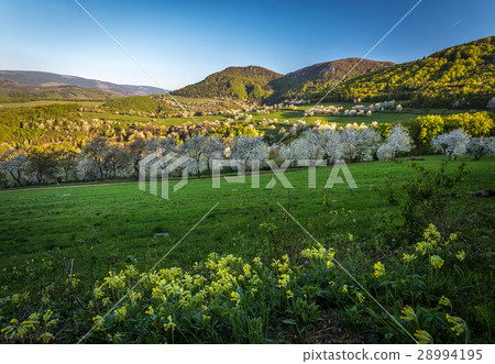 图库照片 cherry orchard in a small village in slovakia