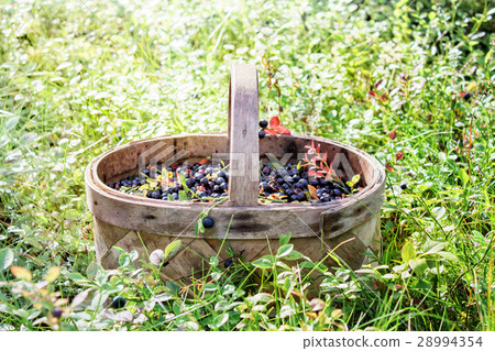 Basket with blueberry on a sunny glade 28994354