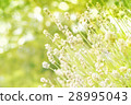 Green bokeh nature background. 28995043