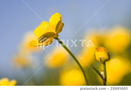 Yellow buttercups  28995695