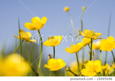 Yellow buttercups  28995696