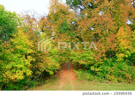 autumnal colors with forest road and trees bushes 28996936