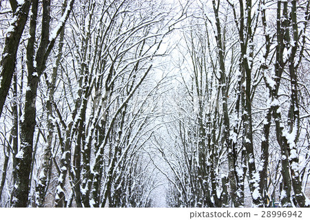 winter park with many big trees winter park with many big trees 28996942