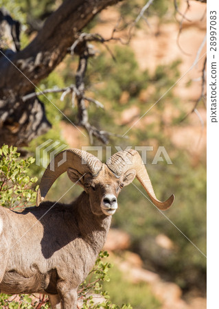 Desert Bighorn Sheep Ram Desert Bighorn Sheep Ram 28997083