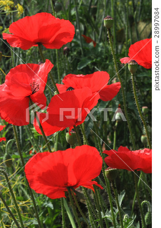 Poppy Flower (Papaver oideae) Poppy Flower (Papaver oideae) 28997084