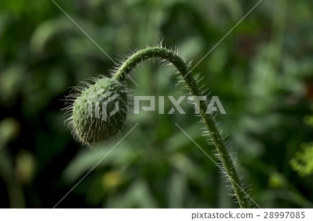 Poppy Flower (Papaver oideae) 28997085