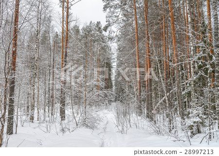 Road in winter forest, park in snow 28997213