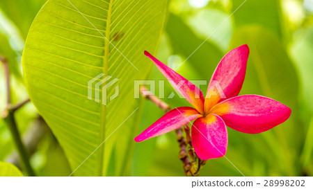Lilac frangipani plumeria flowers on sunny day Lilac frangipani plumeria flowers on sunny day 28998202