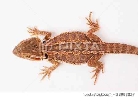 one agama bearded on the white background 28998827