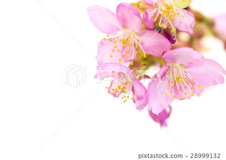 早期的綻放河津櫻花的櫻花 28999132