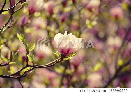 Magnolia spring flowers Magnolia spring flowers 28999251
