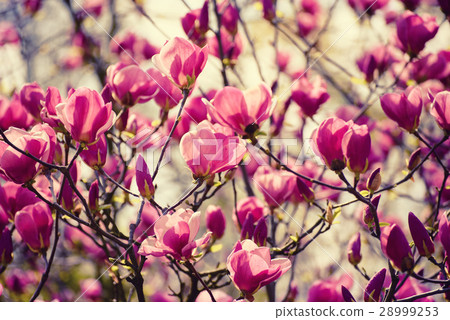 Magnolia spring flowers Magnolia spring flowers 28999253