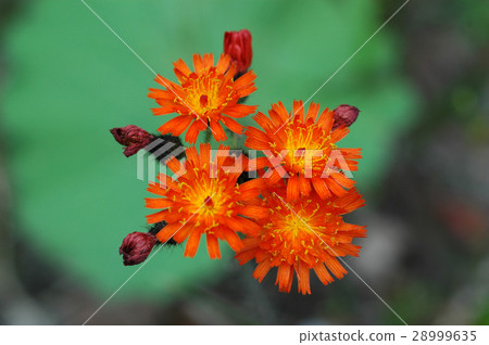 Coulin蒲公英札幌 Coulin蒲公英札幌 28999635