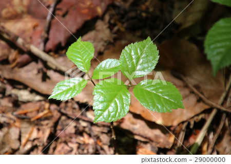 Fresh green leaves (beech) 29000000