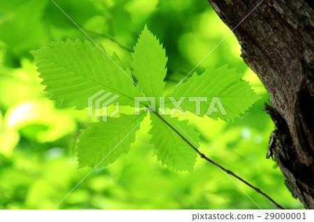 新鮮的綠葉 29000001