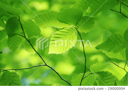 Fresh green leaves (beech) Fresh green leaves (beech) 29000004