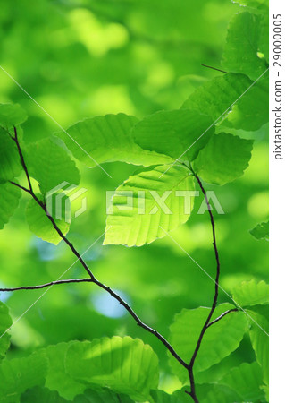 新鮮的綠葉（山毛櫸） 29000005