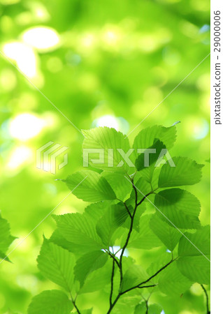新鮮的綠葉(山毛櫸) 新鮮的綠葉(山毛櫸) 29000006