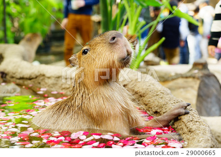 Capybara open air bath Kobe Animal Kingdom 29000665