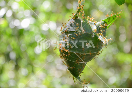 Green Ant nest 29000679