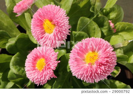 Tyrolean Daisy 29000792