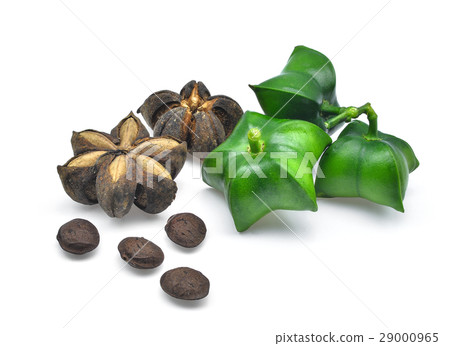 fresh sacha inchi isolated on white background fresh sacha inchi isolated on white background 29000965