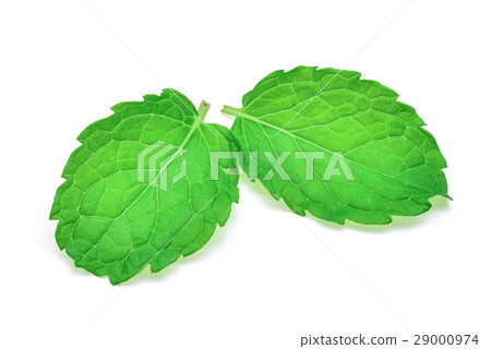 fresh mint leaf isolated on white background 29000974