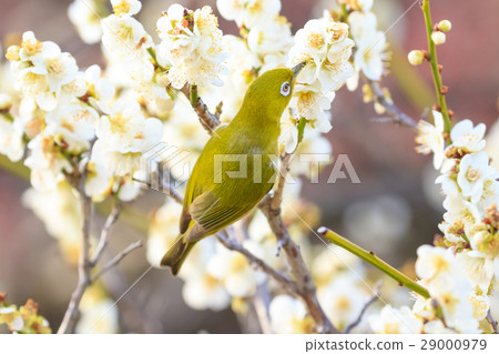 Meal drinking while eating 29000979