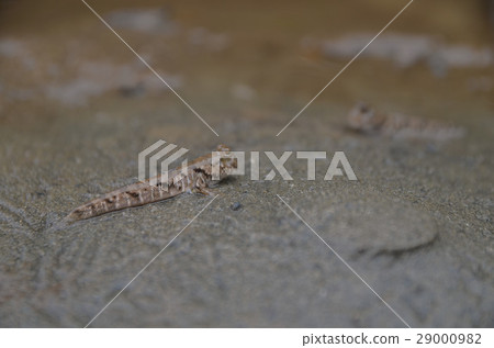 Goby's friend 29000982