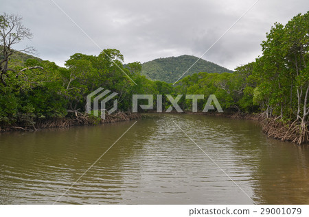 Mangrove River Mangrove River 29001079