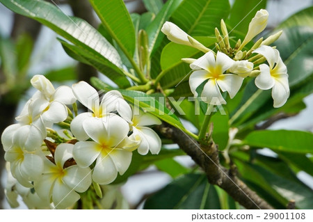 Thai-like flowers, southern country, plumeria, Indo-sokakei Thai-like flowers, southern country, plumeria, Indo-sokakei 29001108