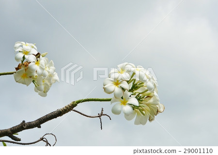 Plumeria (Japanese name: Indosokay) Plumeria (Japanese name: Indosokay) 29001110