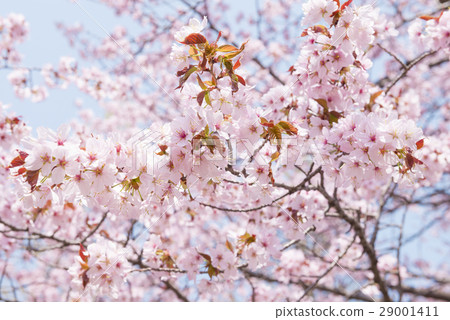 Sakura (high key) Sakura (high key) 29001411