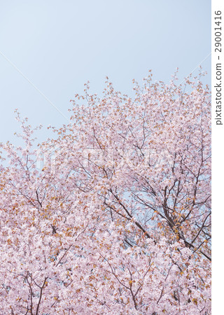 Cherry Blossoms (Empty Back) Cherry Blossoms (Empty Back) 29001416