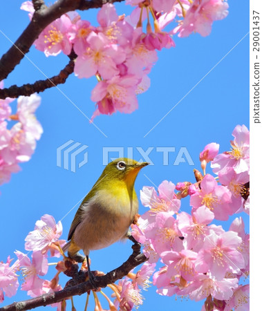 Mejiro and Kawazu Sakura (N) 29001437