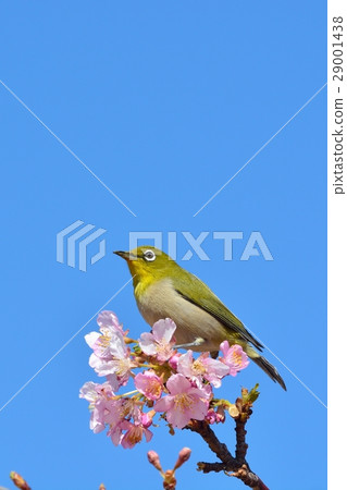 Mejiro和Kawazu Sakura(N) Mejiro和Kawazu Sakura(N) 29001438