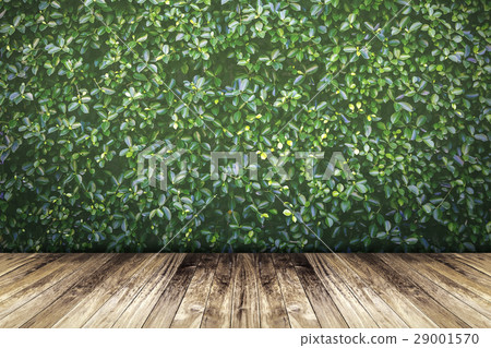Green leaves wall and old wood floor Green leaves wall and old wood floor 29001570