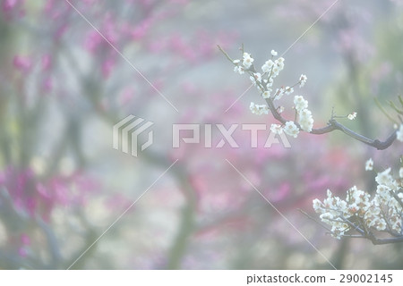 Memories of early spring 29002145