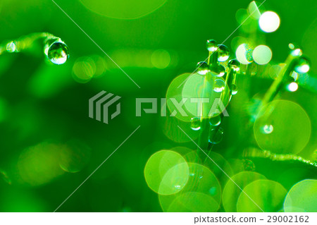 Horsetail with morning dew 29002162