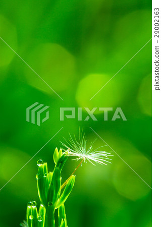 Sukina, morning dew and dandelion fluff 29002163