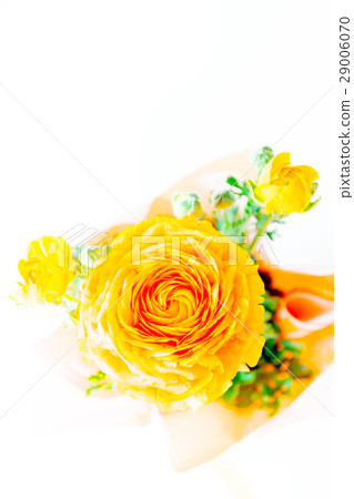 Ranunculus, Hana Kinpouge, flower gift Ranunculus, Hana Kinpouge, flower gift 29006070