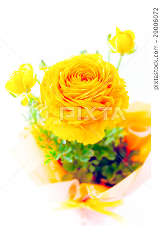 Ranunculus, Hana Kinpouge, flower gift 29006072