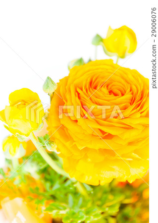 Ranunculus, Hana Kinpouge, flower gift 29006076