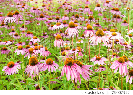 Pink echinacea blooming all over 29007992