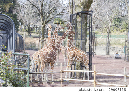 Giraffe's food time 29008118