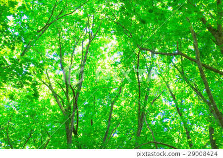 Fresh green leaves (hardwood) Fresh green leaves (hardwood) 29008424