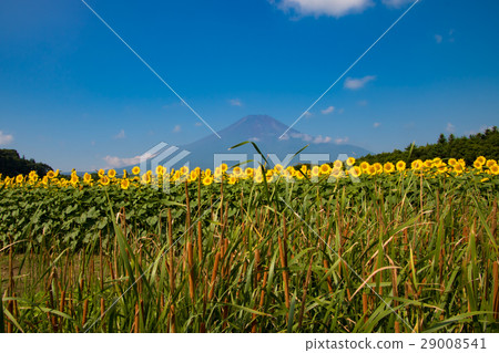 Mt. Fuji sunflower field and head of a bear 29008541
