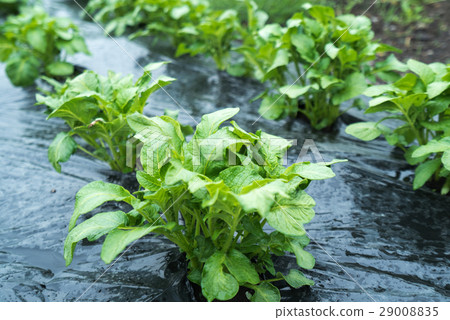 Vegetable sprout vegetable potatoes 29008835