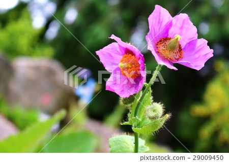 Poppy of Himalayas Poppy of Himalayas 29009450