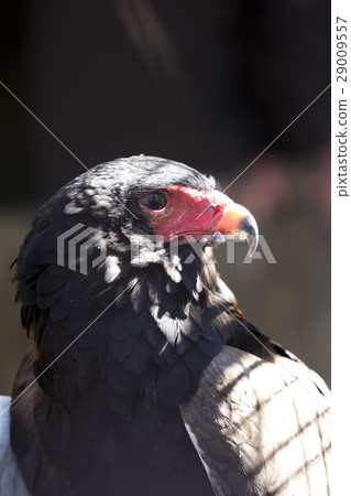 Dollower Dollower 29009557